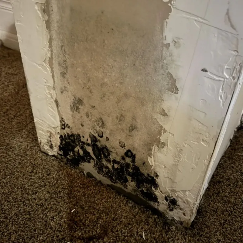 Professional Mold Removal in La Porte City, IA